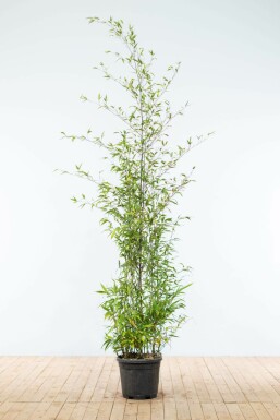 Zwarte Bamboe Phyllostachys Nigra Haag 175-200 Pot Zwarte Bamboe / Phyllostachys Nigra 175-200 cm