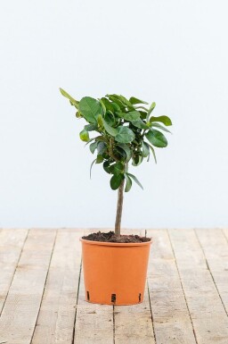 Limoenboom Citrus Aurantifolia Lime Verde Ministam 20-30 Pot Limoenboom / Citrus Aurantifolia ministam 20-30 cm