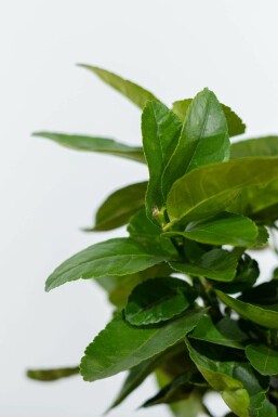 Limoenboom / Citrus Aurantifolia ministam 60-80 cm