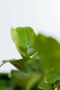 Limoenboom / Citrus Aurantifolia ministam 60-80 cm