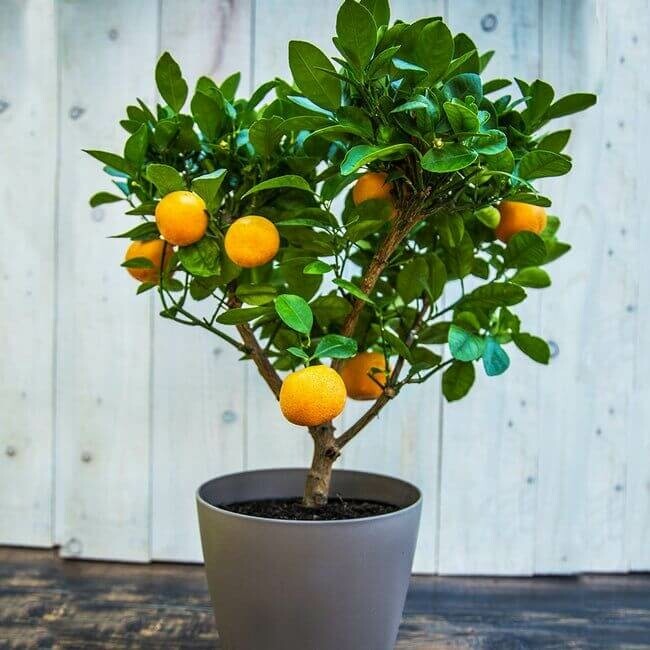 Citrusboom Citrus Clementine Ministam 40-60 Pot Citrusboom / Citrus Clementina ministam 40-60 cm