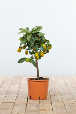 Citrus Kumquat Citrus Fortunella Kumquat Ministam 20-30 Pot