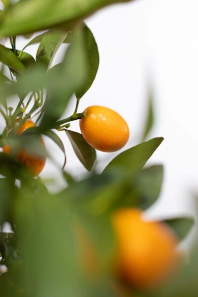 Citrus Kumquat / Fortunella Margarita ministam
