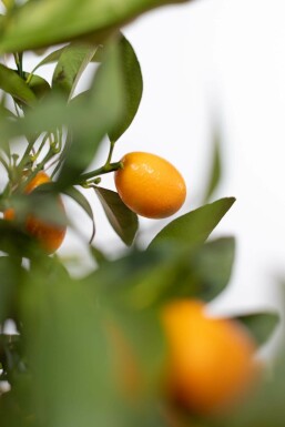 Citrus Kumquat Citrus Fortunella Kumquat Ministam 20-30 Pot