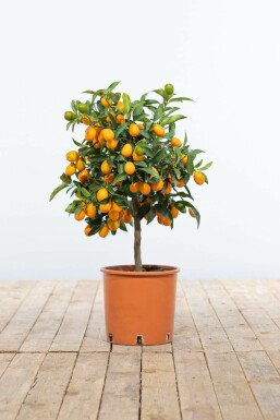 Citrus Kumquat Citrus Fortunella Kumquat Ministam 40-60 Pot