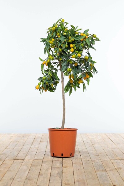 Citrus Kumquat Citrus Fortunella Kumquat Ministam 80-100 Pot Citrus Kumquat / Fortunella Margarita ministam 80-100 cm