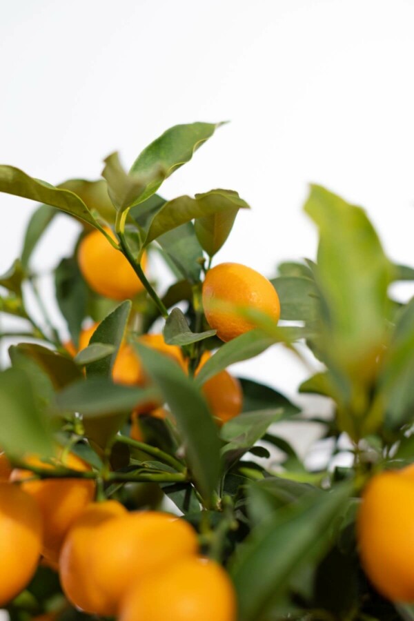 Citrus Kumquat Citrus Fortunella Kumquat Ministam 80-100 Pot Citrus Kumquat / Fortunella Margarita ministam 80-100 cm