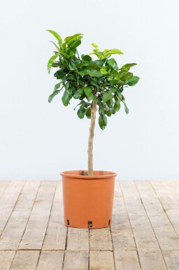 Kaffirlimoen Citrus Hystrix Ministam 60-80 Pot Kaffirlimoen / Citrus Hystrix ministam 60-80 cm