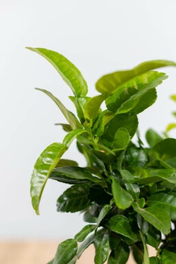 Kaffirlimoen Citrus Hystrix Ministam 60-80 Pot Kaffirlimoen / Citrus Hystrix ministam 60-80 cm