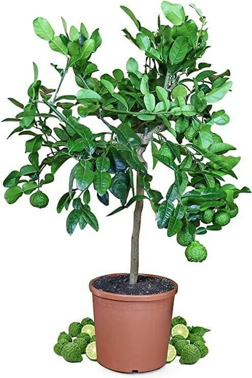 Kaffirlimoen Citrus Hystrix Ministam 60-80 Pot Kaffirlimoen / Citrus Hystrix ministam 60-80 cm