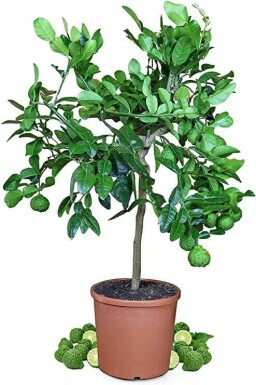 Kaffirlimoen Citrus Hystrix Ministam 60-80 Pot Kaffirlimoen / Citrus Hystrix ministam 60-80 cm
