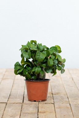 Citroenboom / Citrus Limon ministam 20-30 cm