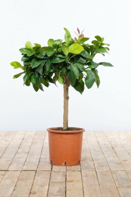 Citroenboom / Citrus Limon ministam 40-60 cm