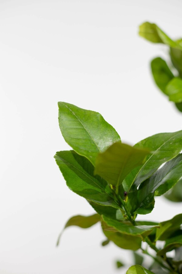 Citroenboom Citrus Limon Ministam 40-60 Pot Citroenboom / Citrus Limon ministam 40-60 cm