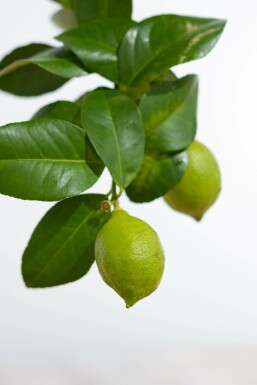 Citroenboom Citrus Limon Ministam 40-60 Pot Citroenboom / Citrus Limon ministam 40-60 cm
