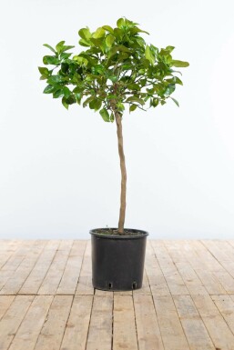 Citroenboom / Citrus Limon ministam 60-80 cm
