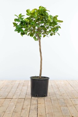 Citroenboom Citrus Limon Ministam 60-80 Pot