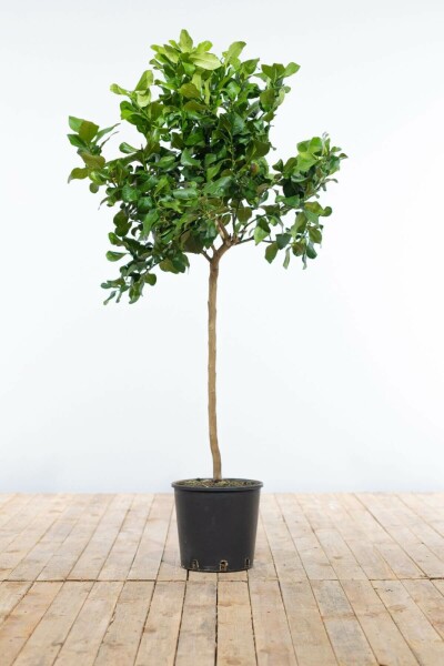 Citroenboom Citrus Limon Ministam 80-100 Pot Citroenboom / Citrus Limon ministam 80-100 cm
