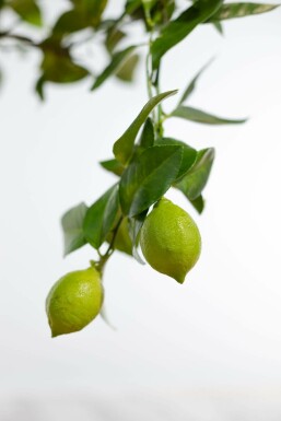 Citroenboom / Citrus Limon ministam 80-100 cm