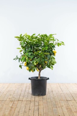 Citroenboom / Citrus Limon op stam 150-175 cm