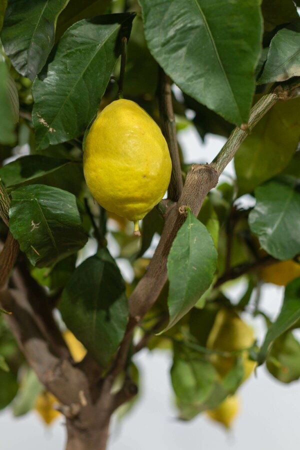 Citroenboom Citrus Limon Op stam 10-15 150-175 Pot