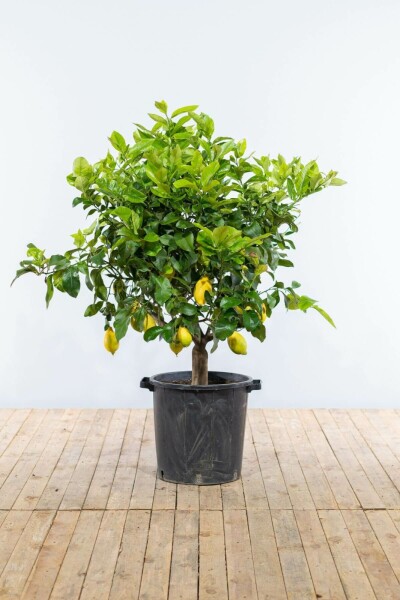 Citroenboom Citrus Limon Op stam 15-20 150-175 Pot Citroenboom / Citrus Limon op stam 150-175 cm