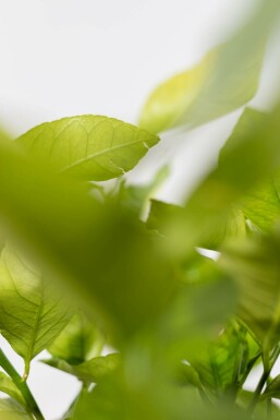 Citroenboom Citrus Limon Op stam 15-20 150-175 Pot Citroenboom / Citrus Limon op stam 150-175 cm