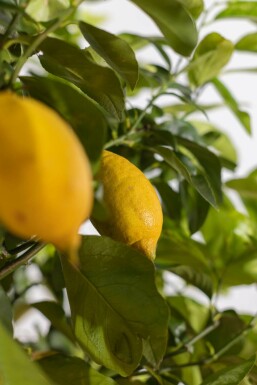 Citroenboom Citrus Limon Op stam 20-30 175-200 Pot