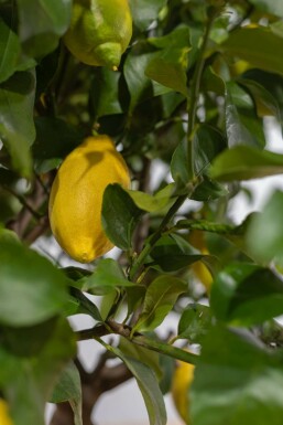 Citroenboom / Citrus Limon op stam 175-200 cm