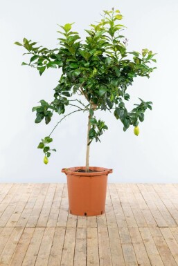 Citroenboom / Citrus Limon op stam 125-150 cm