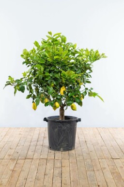 Citroenboom Citrus Limon Op stam 50-60 175-200 Pot