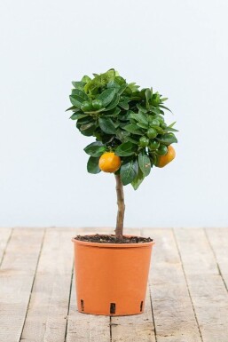 Citrusboom / Citrus Calamondin ministam 20-30 cm
