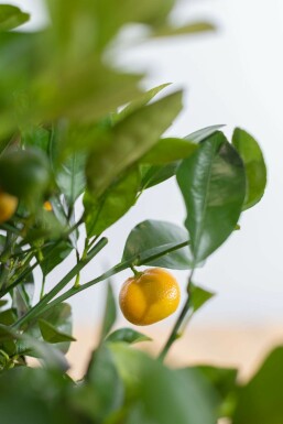 Citrusboom / Citrus Calamondin ministam 40-60 cm