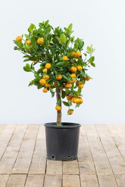 Citrusboom / Citrus Calamondin ministam 60-80 cm