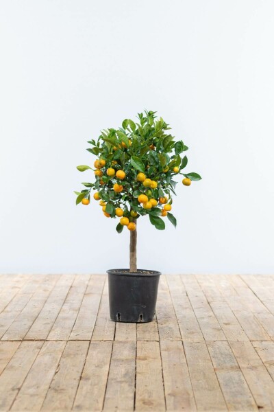 Citrusboom / Citrus Calamondin ministam 80-100 cm