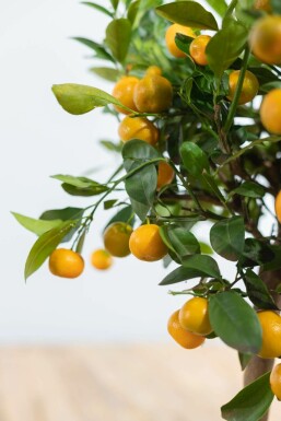 Citrusboom / Citrus Calamondin ministam 80-100 cm