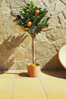 Mandarijnenboom Citrus Reticulata Ministam 60-80 Pot Mandarijnenboom / Citrus Reticulata ministam 60-80 cm