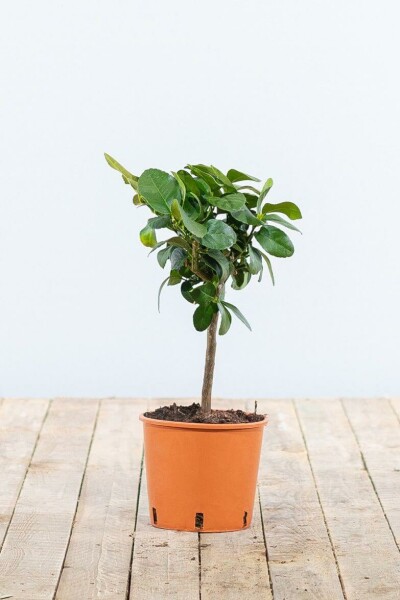 Sinaasappelboom / Citrus Sinensis ministam 20-30 cm