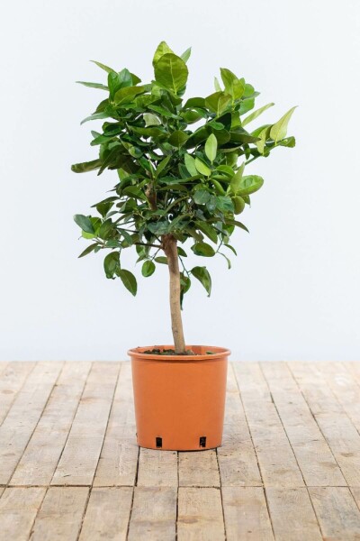 Sinaasappelboom Citrus Sinensis Ministam 40-60 Pot Sinaasappelboom / Citrus Sinensis ministam 40-60 cm