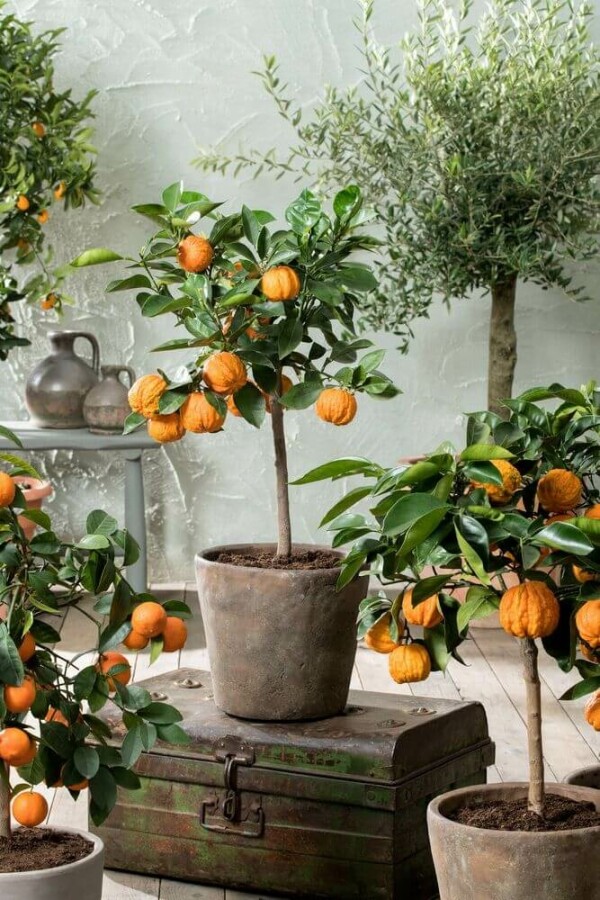 Sinaasappelboom Citrus Sinensis Ministam 40-60 Pot Sinaasappelboom / Citrus Sinensis ministam 40-60 cm