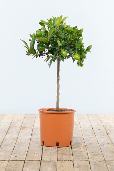Sinaasappelboom Citrus Sinensis Ministam 60-80 Pot Sinaasappelboom / Citrus Sinensis ministam 60-80 cm