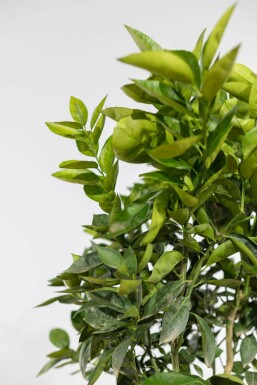 Sinaasappelboom Citrus Sinensis Op stam 15-20 150-175 Pot Sinaasappelboom / Citrus Sinensis op stam 150-175 cm