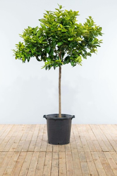Sinaasappelboom Citrus Sinensis Op stam 40-50 175-200 Pot Sinaasappelboom / Citrus Sinensis op stam 175-200 cm