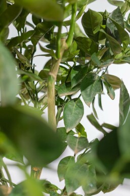 Sinaasappelboom / Citrus Sinensis op stam 175-200 cm