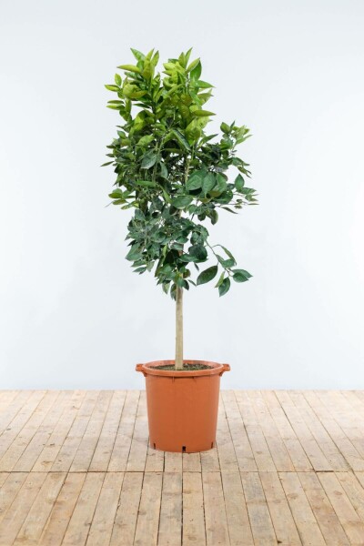 Sinaasappelboom Citrus Sinensis Op stam 5-10 125-150 Pot Sinaasappelboom / Citrus Sinensis op stam 125-150 cm