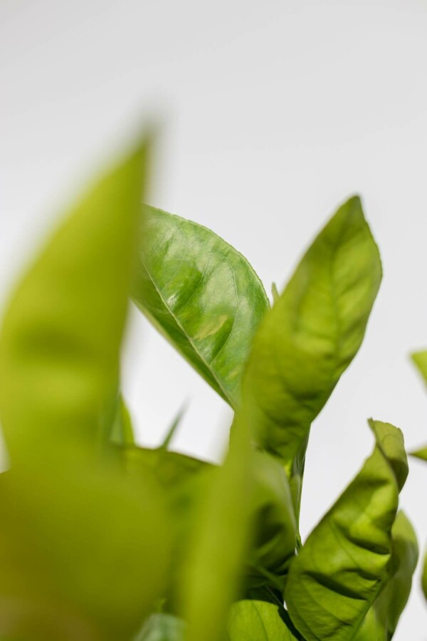 Sinaasappelboom Citrus Sinensis Op stam 50-60 175-200 Pot Sinaasappelboom / Citrus Sinensis op stam 175-200 cm