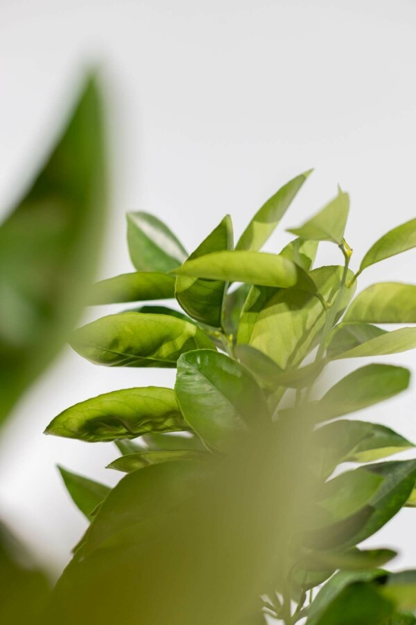 Sinaasappelboom Citrus Sinensis Op stam 50-60 175-200 Pot Sinaasappelboom / Citrus Sinensis op stam 175-200 cm