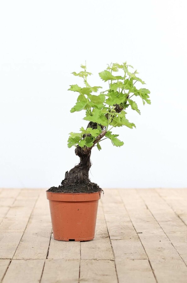 Wijnstok / Vitis Vinifera bonsai