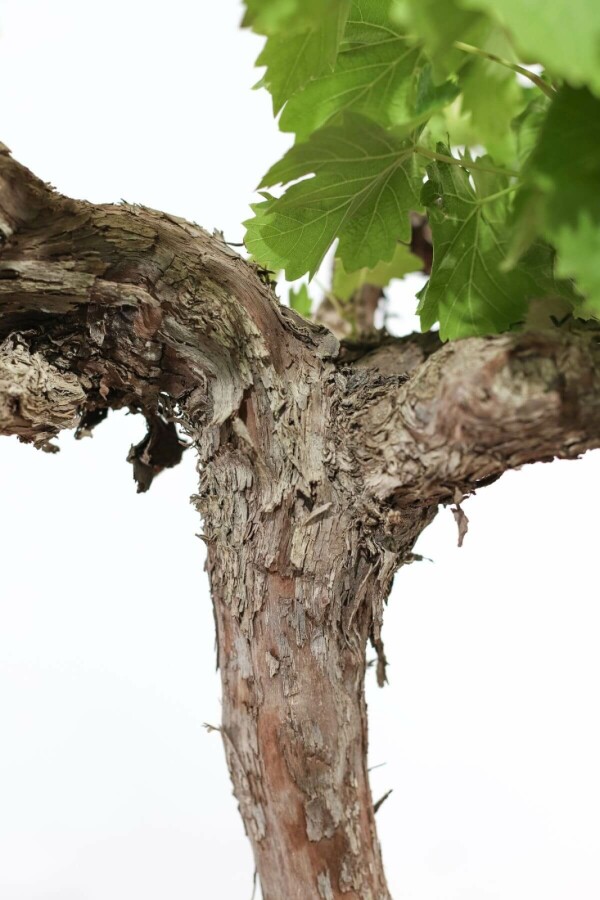 Wijnstok Vitis Vinifera Bonsai 20-40 Pot Wijnstok / Vitis Vinifera bonsai 20-40 cm