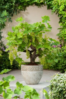 Wijnstok Vitis Vinifera Bonsai 40-60 Pot